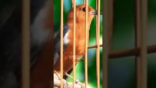 Download lagu pancingan anis merah biar bunyi #kicaumania #anismerahindonesia #kicaumanianusantara mp3