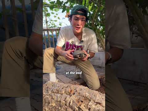 It's time to starve our Box Turtles! #Turtles #Brumation