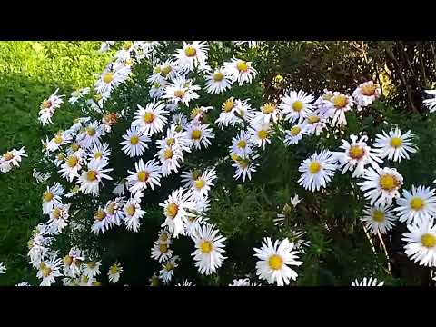 45/2017# Jesień w pasiece.