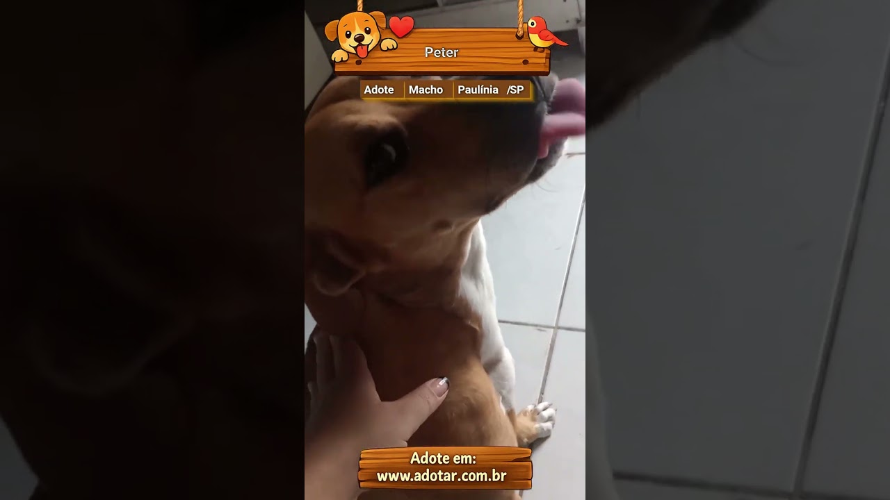 Cachorro raça SRD-ViraLata idade 3 anos nome Peter