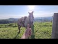 Climbing The Mountains On The Horseback On A Peaceful Sunny Day No Talking