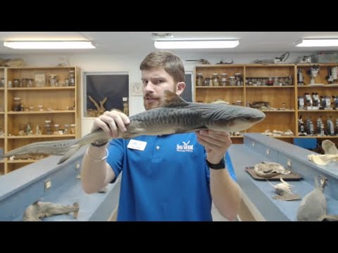 NOAA Live! Webinar 17:  Sharks Make Sense