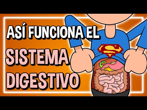 Así funciona el SISTEMA DIGESTIVO - Batakurioso 🍔💩