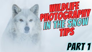 Tips for Incredible Snowy Wildlife Photography Pt1 : Gear, Staying Warm, and Safety. NikonZ9 CanonR7