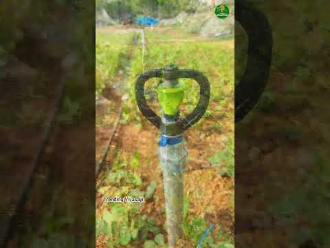 🤯Sprinkler irrigation setup!!👌🏻#farming #agriculture #short