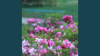 Download lagu Nyanyian Patah Hati mp3 Download lagu Nyanyian Patah Hati mp3