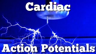 Cardiac Myocyte Action Potential Phases Made Easy [Heart Muscle vs Pacemaker Physiology Animation]