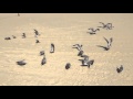 Seagulls Eating Angel Food Cake Jersey Shore