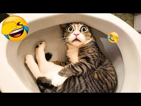 The Hilarious Adventures of a Mischievous Cat