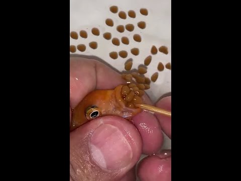 Orange cichlid fish giving birth 🐳❤️👍🐳 #fish #fishing