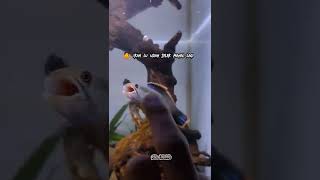 Download lagu limbata mangap-mangap 😄 mp3