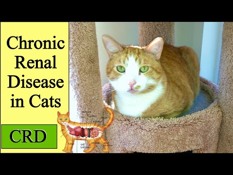 Chronic Renal Disease (CRD) in Cats
