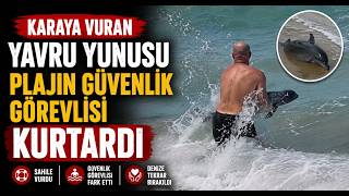 Karaya Vuran Yavru Yunusu Plajın Güvenlik Görevlisi Kurtardı