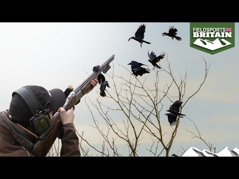 Red dot shotgun sight on crows