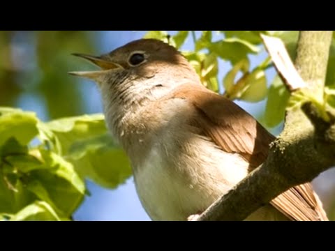Los Bilbilicos - La Rosa Enflorece (Traditional Sephardic Folk Song / Sephardic Romance with Lyrics)
