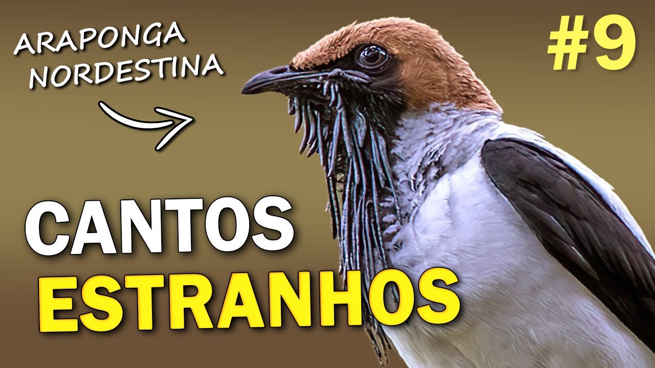 AVES com CANTOS ESTRANHOS #9 | Pássaros brasileiros com vocalizações intrigantes