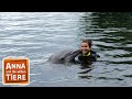 Wie Pupst Der Delfin Reportage Für Kinder Anna Und Die Wilden Tiere