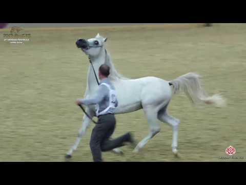 N 113 SHAMAN AL NASSER   10th Qatar International Arabian Peninsula Horse Show 2020   2 Years Old