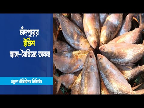 চাঁদপুরের ইলিশ স্বাদে-বৈচিত্র্যে অনন্য