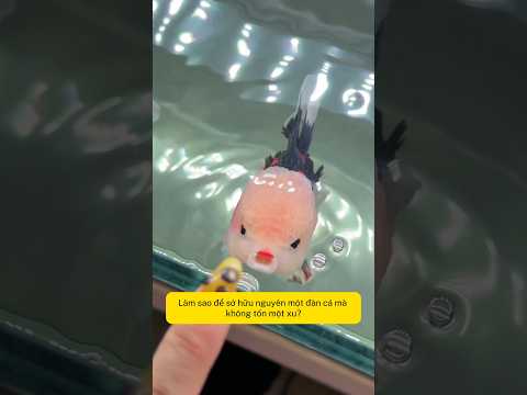 Làm sao để sở hữu 1 đàn cá mà không tốn 1 xu