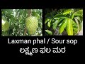 Laxman phal Tree | Sour sop Tree in our garden | Benefits explained in Kannada