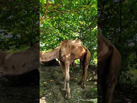 ഒട്ടകം CALICUT BEACH