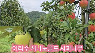 작년에 심은 시나노골드 아리수 사과나무 