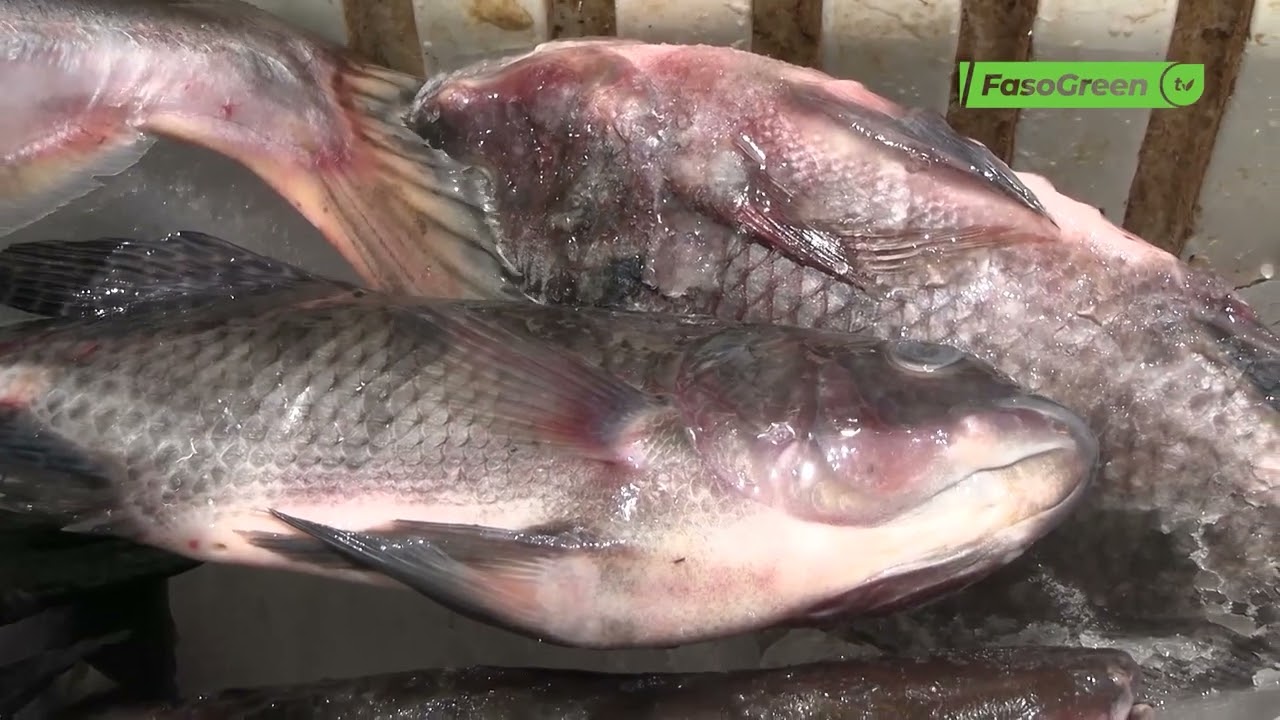 (Mooré)Vente de poissons d'eau douce : le quotidien d'Ousmane Bangré