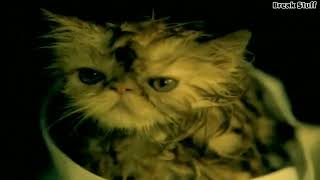 P.O.D. - School Of Hard Knocks [HD]