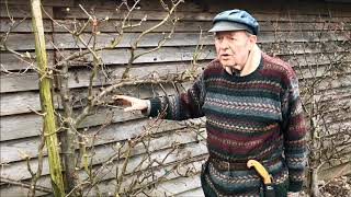 Pruning pear trees - the difference between fruit bud and wood bud