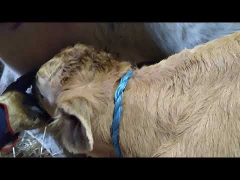 I mammiferi: la mucca allatta il vitello