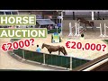 INSIDE AN IRISH HORSE AUCTION Holly And I Go Pony Shopping At The Sales