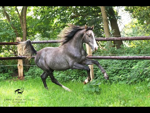 CLARIMO x CARDINO Holsteiner "Cedric PF", 1,5 years olds