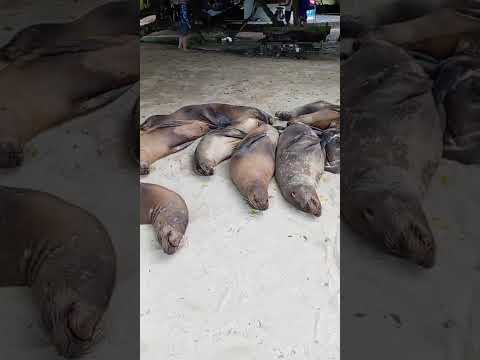 // LOBOS MARINOS EN SU HABITAD NATURAL  ISABELA - GALAPAGOS //