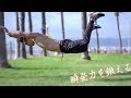 【神童】那須川天心の腕立て伏せやり方 | Push ups