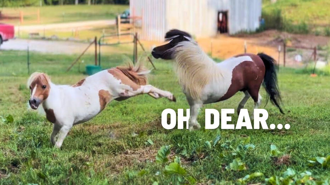 Not Sure This Will Work...Mini Horses Meet For The FIRST TIME!