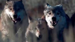 Blue Buffalo Wilderness Dog Food  Wolf Pack