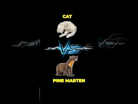 Chat vs fouine