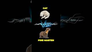 Chat vs fouine