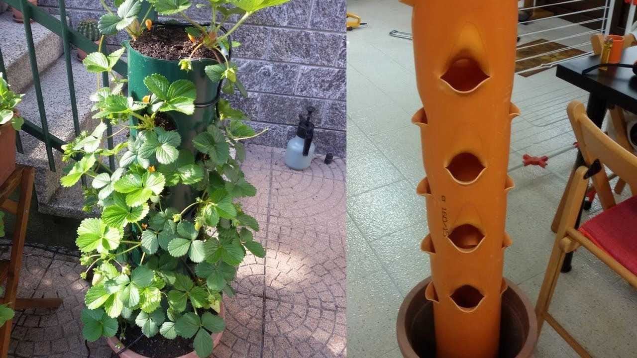 Coltivare Fragole in vaso verticale sul balcone