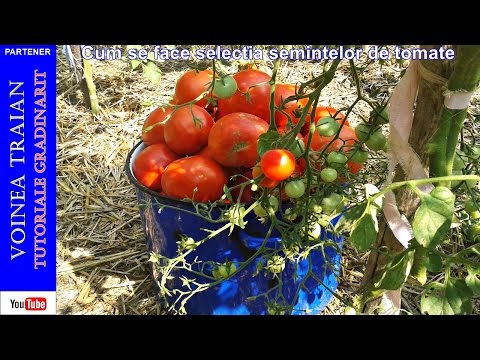, title : 'Cum se face selecția semințelor de tomate'
