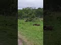 UFC Russia Kamchatka Kurillake Bearparadise Natgeo Naturephotography Animals Boxing