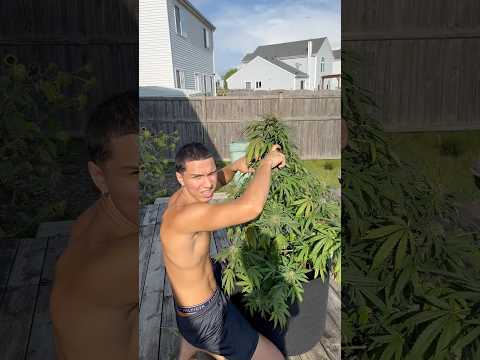 My first outdoor grow harvest