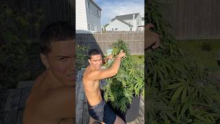 My first outdoor grow harvest