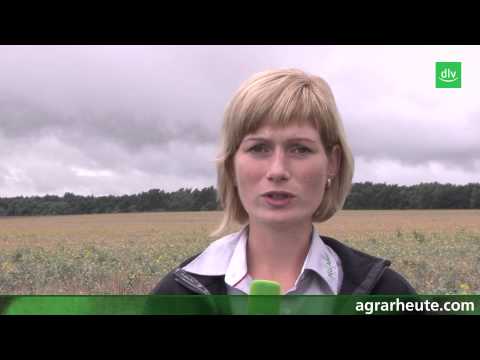 Vegetationsreport: Feldhygiene nicht vernachlässigen