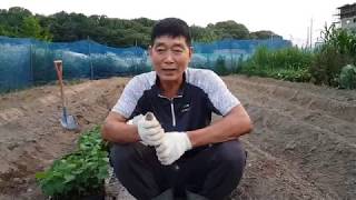 서리태 모종 심는 방법과 순자르고 노린재 벌레와 병해충 방제
