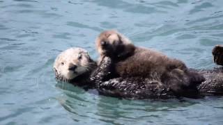 Mother Sea Otter Silences Squeaky Baby