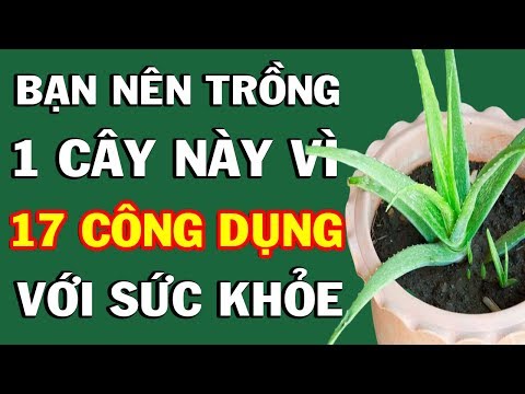 , title : 'Công Dụng Thần Kỳ Của Cây Nha Đam (Cây Lô Hội) Và Tác Hại Khủng Khiếp  Đối Với Sức Khỏe Và Làm Đẹp'