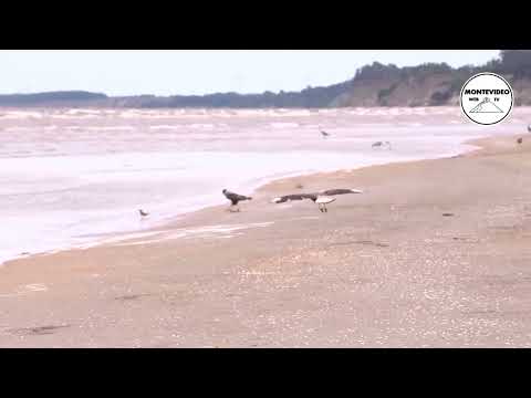 Parque Costero Alberto Kurz: Parrillas, juegos y una playa solitaria