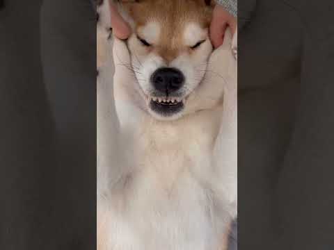 顔用マッサージ器でとろける柴犬 のサムネイル